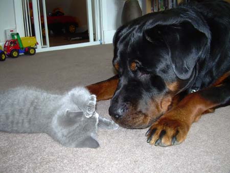 Diesel & Bilbo